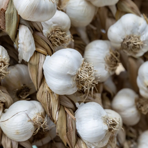Зачем многие хозяйки кладут зубчики чеснока в горшки с комнатными растениями
