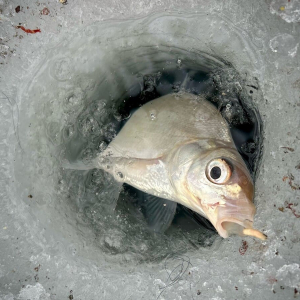 Обходите такую рыбу стороной: она просто кишит паразитами